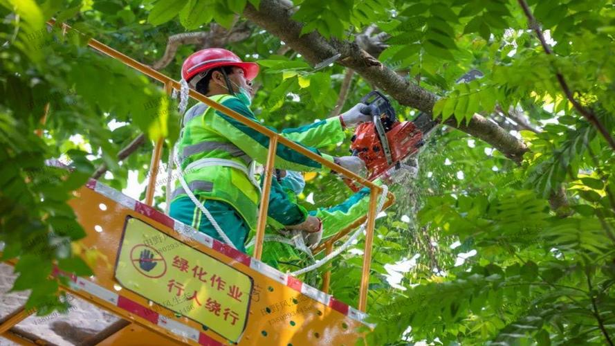 绿化工程植物种植现场