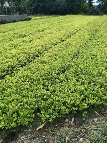 永州城市绿化养护技术规范及等级标准